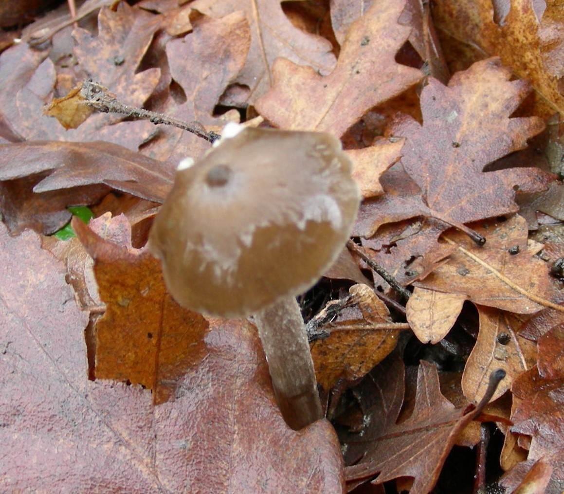 1896 Gennaio vecchio ritrovamento